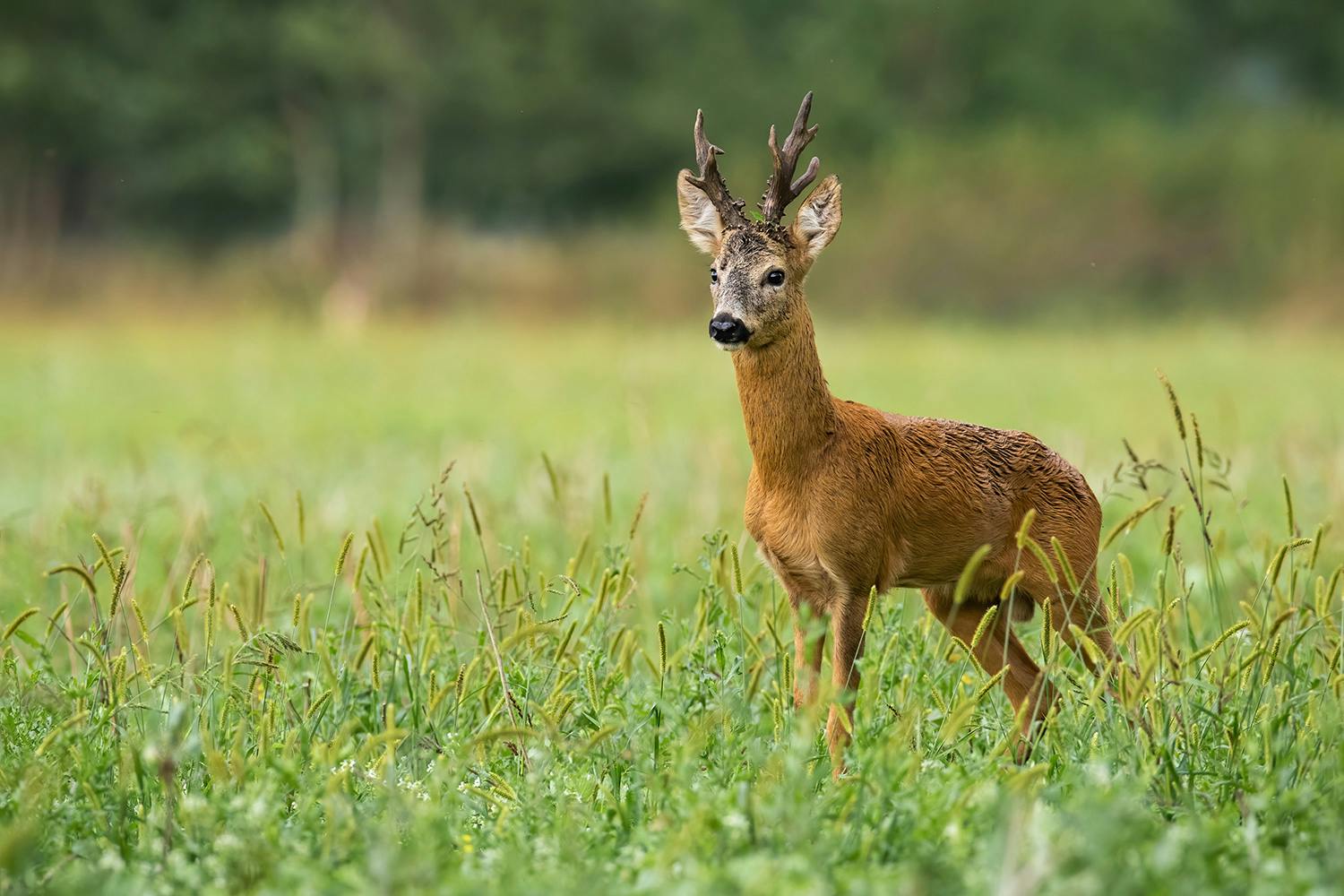 raadyr i mark 1788943715 Rådjur på äng